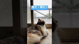 いきなり雨が降ってきた🙀☔️ #shorts #猫動画