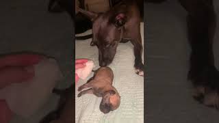 Bring on the puppy poo! One day old puppy being stimulated to pee and poo! With help from Eva