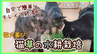 【猫大好き！】猫草の水耕栽培【自宅で簡単・安い】Hydroponic cultivation of cat grass [easy and inexpensive