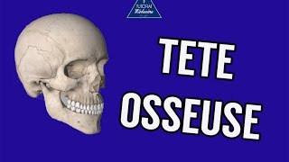 Tutorat Anatomie 3 - Tête osseuse