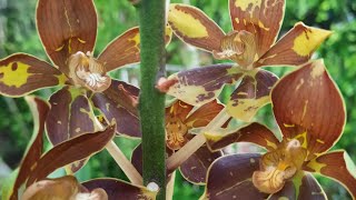 Grammatophyllum orchids update. 5/21/2022