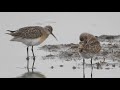 curlew sandpiper