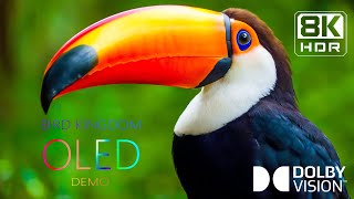 Birds Kingdom in 8K HDR | Dolby Vision™