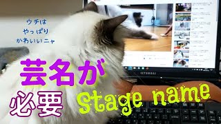 ひょっとして女優向き？しかもハリウッド向き？【芸名が必要】Stage name（バーマン猫）Birman/Cat