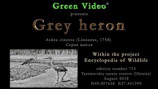 Gray heron / Серая цапля / Ardea cinerea. Green Video. Encyclopedia of Wildlife Project