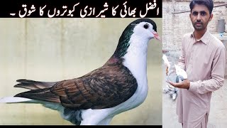 Shirazi pigeons breeding Setup #shirazipigeonssetup #sherazikabootar #shirazikabootarsetup