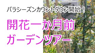 バラ開花一か月前ガーデンツアー2023