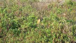 鰲鼓濕地栗小鷺(栗葦鷺)張望-鷺科-鰲鼓溼地-洪惠璟攝-20130128_161810