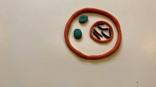 Mitosis Stop Motion w/ Labels