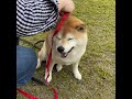 ボール遊びをする柴犬マコ