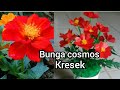 How to make cosmos flower from plastic bag/Cara membuat bunga kenikir dari  plastik kresek