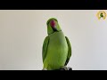 Parrot Calling Sound#1