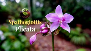 Spathoglottis Plicata