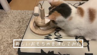 〘 大喜び！？〙新しいおもちゃを貰った猫の反応が可愛すぎた〘 猫動画 〙