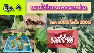 เงิบ!! การเพาะไข่บอนกระดาษด่าง (เดาไว้ตอนต้นคลิป)​ มีเงิบ!! เดาเเม่นมาก (Alocasia macrorrhizos)