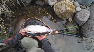 本流竿一本　納得の虹鱒４５ｃｍ