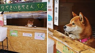 This Tiny Sweet Potato Stand In Japan Is “Managed” By An Adorable Shiba Inu Named Ken Kun