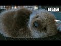 Welcome to the orphaned sea otter salon | Super Cute Animals - BBC