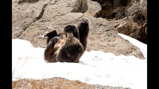 Yellowstone Grizzly Bear Attacks her Paws - Raspberry in Action