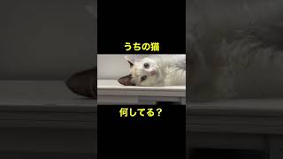 流行りの「猫スタイル」教えてくれるすーちゃん#shorts