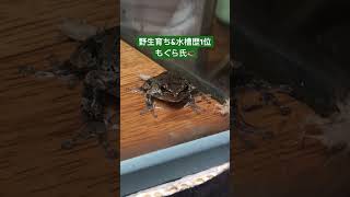 自力でコオロギを捕食する年配のアマガエル！