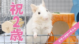 【祝2歳】デグーのぴーちゃんのお誕生日を一緒にお祝い【プレミア公開】