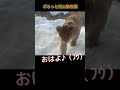 フウのご挨拶 greetings from a young lion オリトイオ ファミリー 旭山動物園 asahiyamazoo shorts cute かわいい big cat