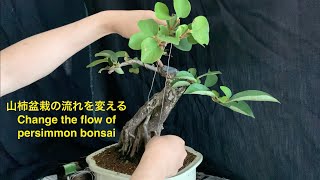 山柿盆栽の流れを変える Change the flow of persimmon bonsai