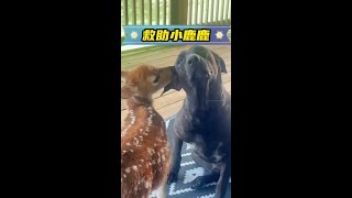 男子救了一隻小鹿，沒找到小鹿帶著家人來感謝男子 #神奇動物在抖音 #人與動物和諧共處 #動物世界看人生百態 #萬物皆有靈性 #野生動物零距離