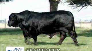 CIALE Alta Toro Spartacus - Brangus Negro