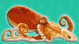 Octopus for Kids  || Ocean Animals for Kids