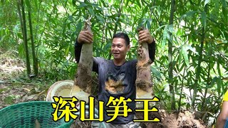 广西深山拔这种竹笋才叫过瘾，阿琪一会就收获几十斤，大丰收了【农村阿琪】