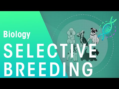 Is selective breeding good for organisms?
