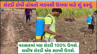 શેરડી રોપી હોયતો ઝડપથી ઉગવા માટે શું કરવું. વરસાદમાં પણ શેરડી 100% ઉગશે. બધીજ શેરડી એક સરખી ઉગશે.