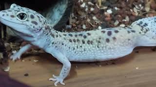 【豹紋守宮】豹紋守宮吃蟋蟀 Leopard Gecko eats Cricket