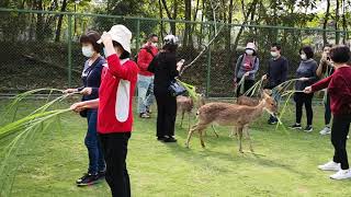 嘉義阿里山.鄒族【逐鹿市集】→ 🦌 梅花鹿餵食體驗-1 (逐鹿部落)