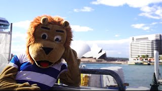 Lion Video 2024 | Darting Visit Down Under