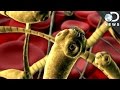 How Worms Survive Inside Your Body How Worms Survive Inside Your Body