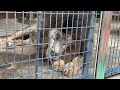 【oouchiyama zoo 大内山動物園】ライオンの大あくび　lion