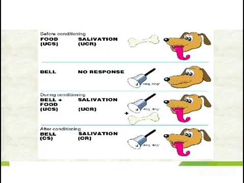 Classical Conditioning (Ivan Pavlov Theory) - YouTube