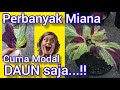 perbanyak miana dari daun/grow coleus from the leaves