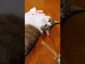 歯磨きが嫌すぎておやつに釣られない猫【 shorts】