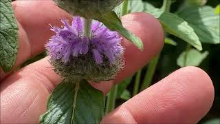 OHIO HORSEMINT