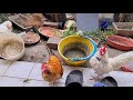 how to handle naughty rooster 🐓 how to prevent chickens from fighting