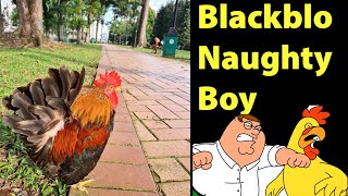 How to handle Naughty Rooster 🐓- How to prevent chickens from fighting?