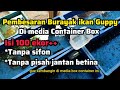 Pembesaran Burayak ikan Guppy dimedia Container Box