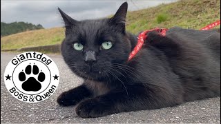 猫好き 犬好き 見てね❤️ 黒猫 ヒマラヤン アイヌ犬 グレートデン ニューファンドランド サバトラ 保護猫 渡辺ボス