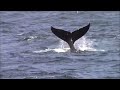 6.26.16 humpback whales monterey travel adventure