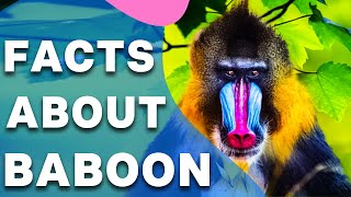 Amazing Facts About Baboons II Amazing Baboon Facts You Didn't Know