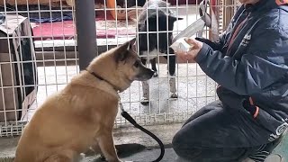 保護犬幸吉、テレサ、大五郎におやつをあげました☺️